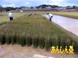 現在の沖縄の藺草田の写真です。ビーグ畳の材料である藺草は熊本県の農業試験場から送られてたものを沖縄試験場で試験され沖縄の農家さんで栽培されています。