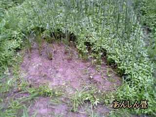 雑草を抜くとやっと三角イが見て来ました。