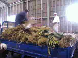 無農薬の稲藁は、自分で運びます。