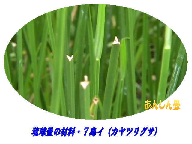 琉球藺草の茎は三角形しており、これを乾燥させて織ります。